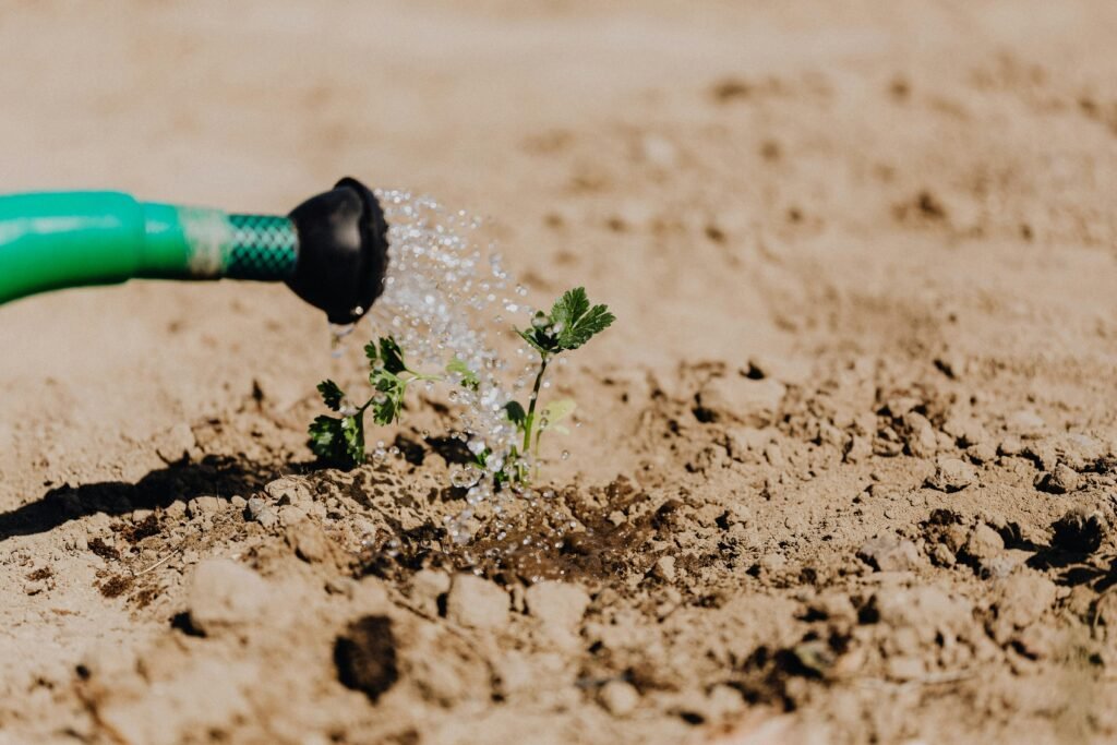 High angle of delicate baby plant growing from soil and irrigating from watering can on sunny day