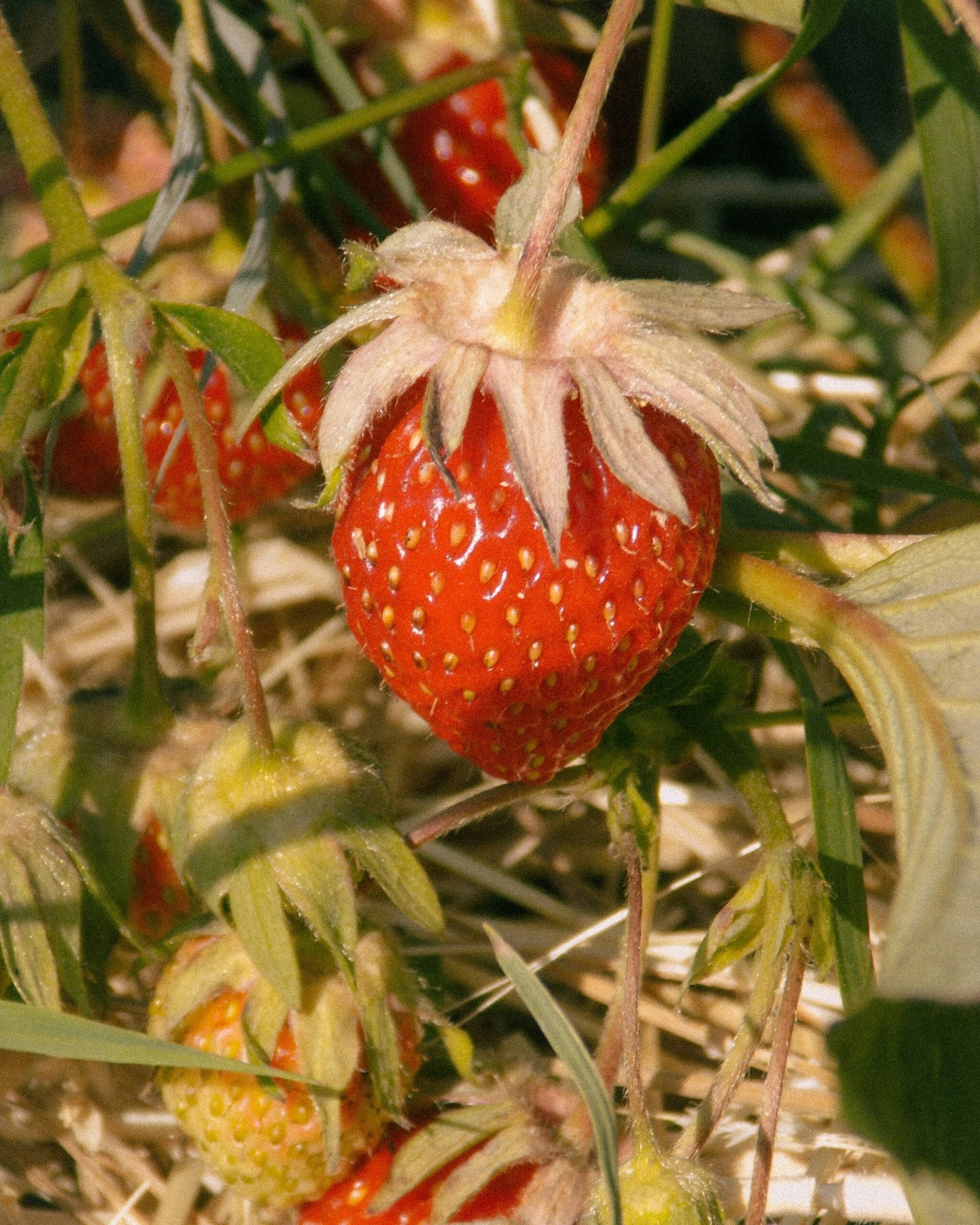 A bunch of ripe strawberries growing on a bush