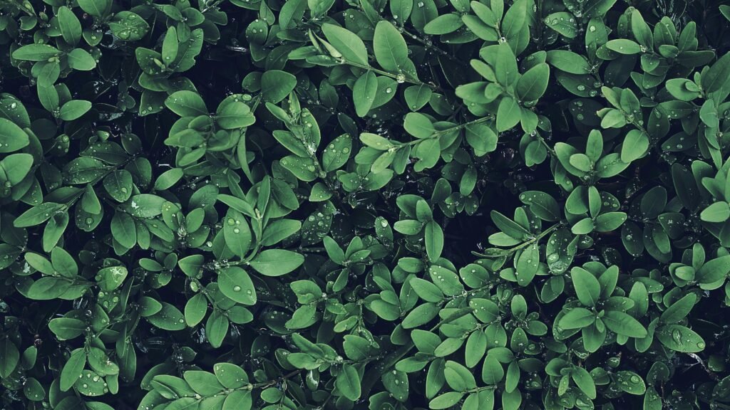 A serene close-up of lush green leaves with morning dew drops, perfect for nature backgrounds.
