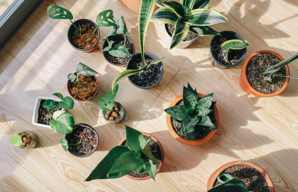 A top view of various potted indoor plants on a sunlit wooden floor showcasing greenery and home decor.