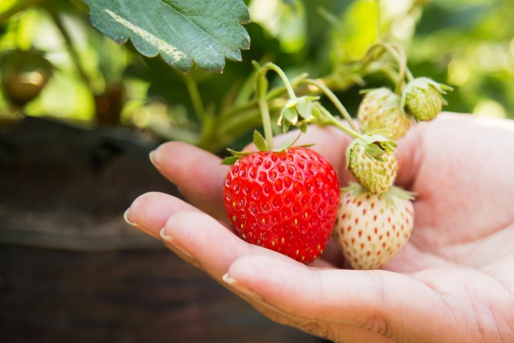 Close-up of a hand holding ripe and unripe strawberries in a sunny garden.