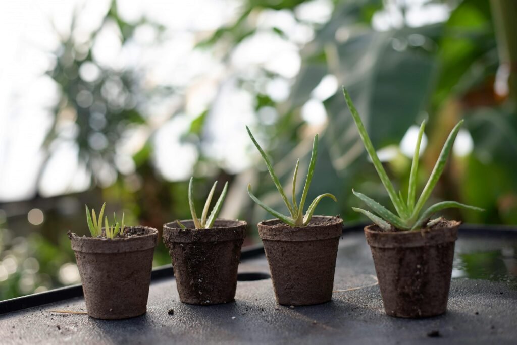 Close-up of young Aloe Vera plants in small pots on a sunny day.