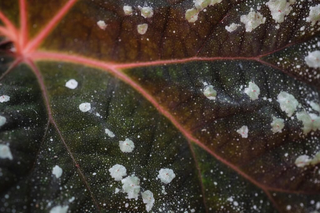 Detailed view of a leaf affected by powdery mildew, highlighting texture and pattern.